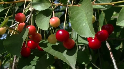 Сherry ripens on the tree Stock Footage 52491257