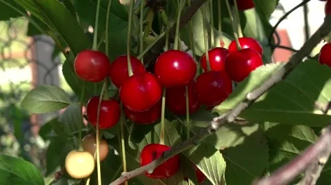 Сherry ripens on the tree Stock Footage 54579118