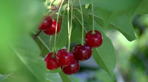 Сherry ripens on the tree Video stock 59337641