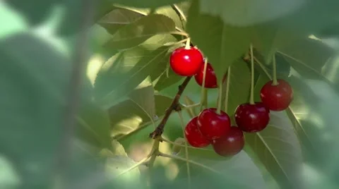 Сherry ripens on the tree Stock Footage 59337654