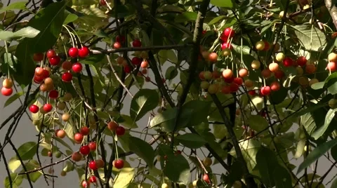 Сherry ripens on the tree Stock Footage 59337717