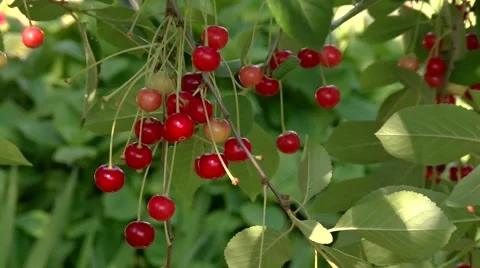 Сherry ripens on the tree Stock Footage 59337727