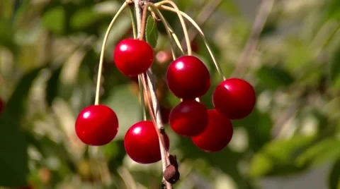 Сherry ripens on the tree Stock Footage 59337742