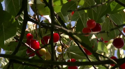 Сherry ripens on the tree Stock Footage 59337901