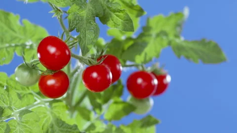 Сherry tomato on a blue background. Red tomatoes on a chroma key background. Stock Footage 280928875