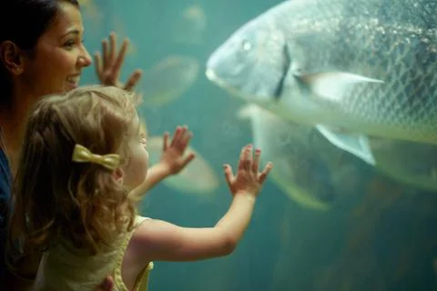 Shes focused on those fish. a little girl on an outing to the aquarium. Stock Photos