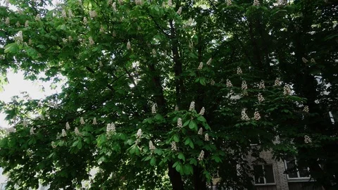 Сhestnut blooming season Stock Footage 108237853