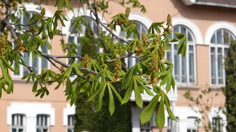 Сhestnut tree spring prebloom. Stock Footage 107192398