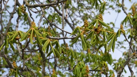 Сhestnut tree spring prebloom. Stock Footage 107192550