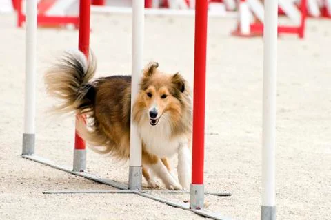 Shetland in agility Stock Photos