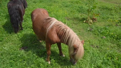 Shetland Poneys Grassing  Stock Footage 200416879