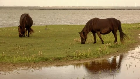 Shetland ponies on the island Video stock 252179896