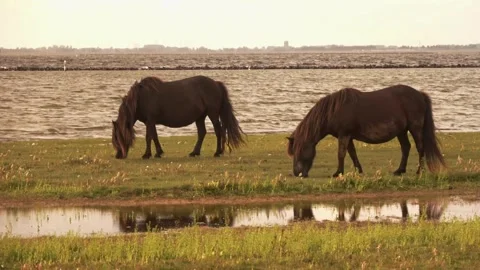 Shetland ponies in the sunset Video stock 252179711