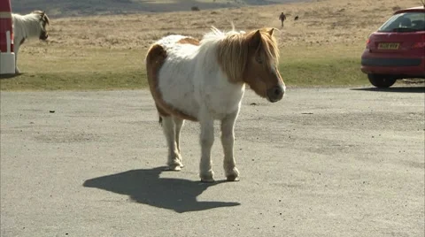 Shetland Pony In Carpark Video stock 8829574