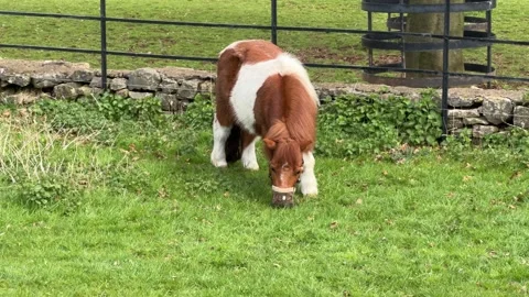 Shetland pony wearing grazing muzzle detail Stock Footage 331584471