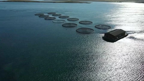 Shetland Salmon Farm Stock Footage 150239653