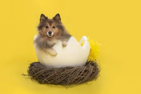 Shetland sheepdog in a easter egg shell in a animals nest on a yellow backg.. Stock Photos