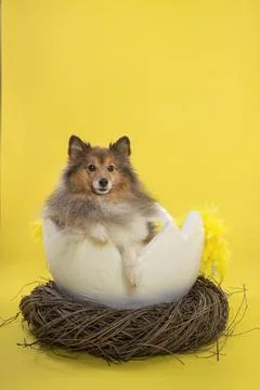 Shetland sheepdog in a easter egg shell in a animals nest on a yellow backg.. Stock Photos
