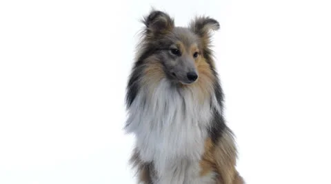 Shetland sheepdog looking around in front of a white background Stock Footage 22990325