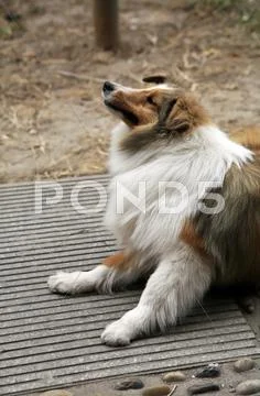 Shetland sheepdog. Stock Photos