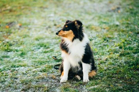 The Shetland Sheepdog, Sheltie, Collie Puppy Outdoor Stock Photos