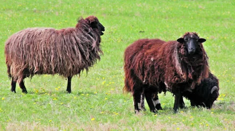 Shetland Sheeps grazing in the meadow 库存影片 24791505