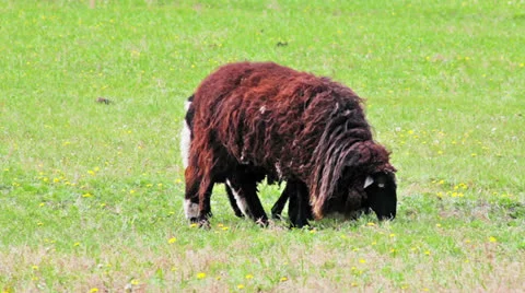 Shetland Sheeps grazing in the meadow Видео 24791507