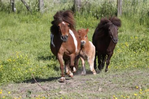 Shetlandpony Foto stock