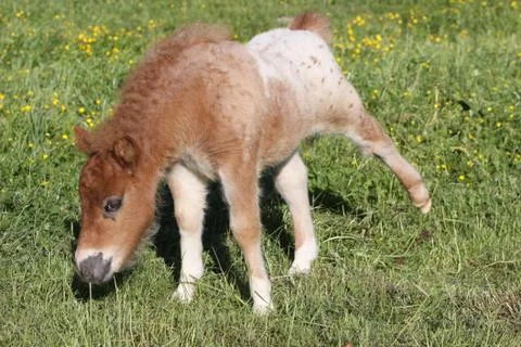 Shetlandpony Stock Photos