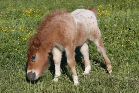 Shetlandpony Stock Photos