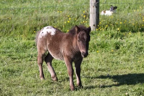 Shetlandpony Stock Photos