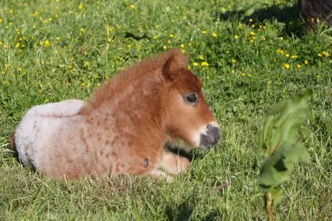 Shetlandpony Stock Photos