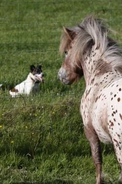 Shetlandpony Stock Photos