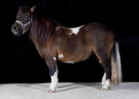 Shetlandpony studio Stock-Fotos