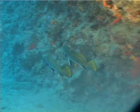 Shi Drum (C132) 動画素材 104705