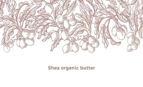Shi template. Vector hand drawn karite tree, vintage branch, leaf, raw seed,  Stock Illustration