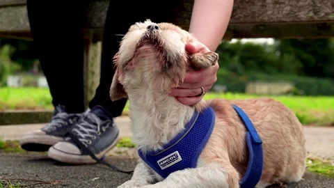 Shi Tzu being pet Stock Footage 135394053