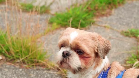 Shi Tzu looking around the park Stock Footage 135393155