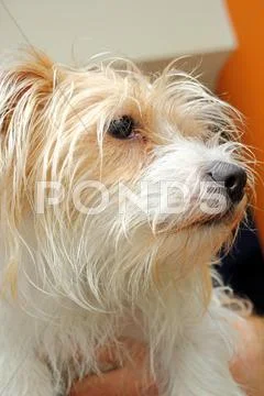 Shi-tzu portrait Stock Photos