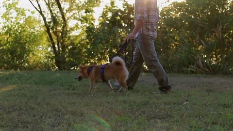 Shiba 4 Stock Footage 289167260
