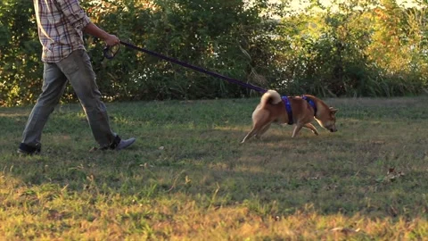Shiba Stock Footage 289167200