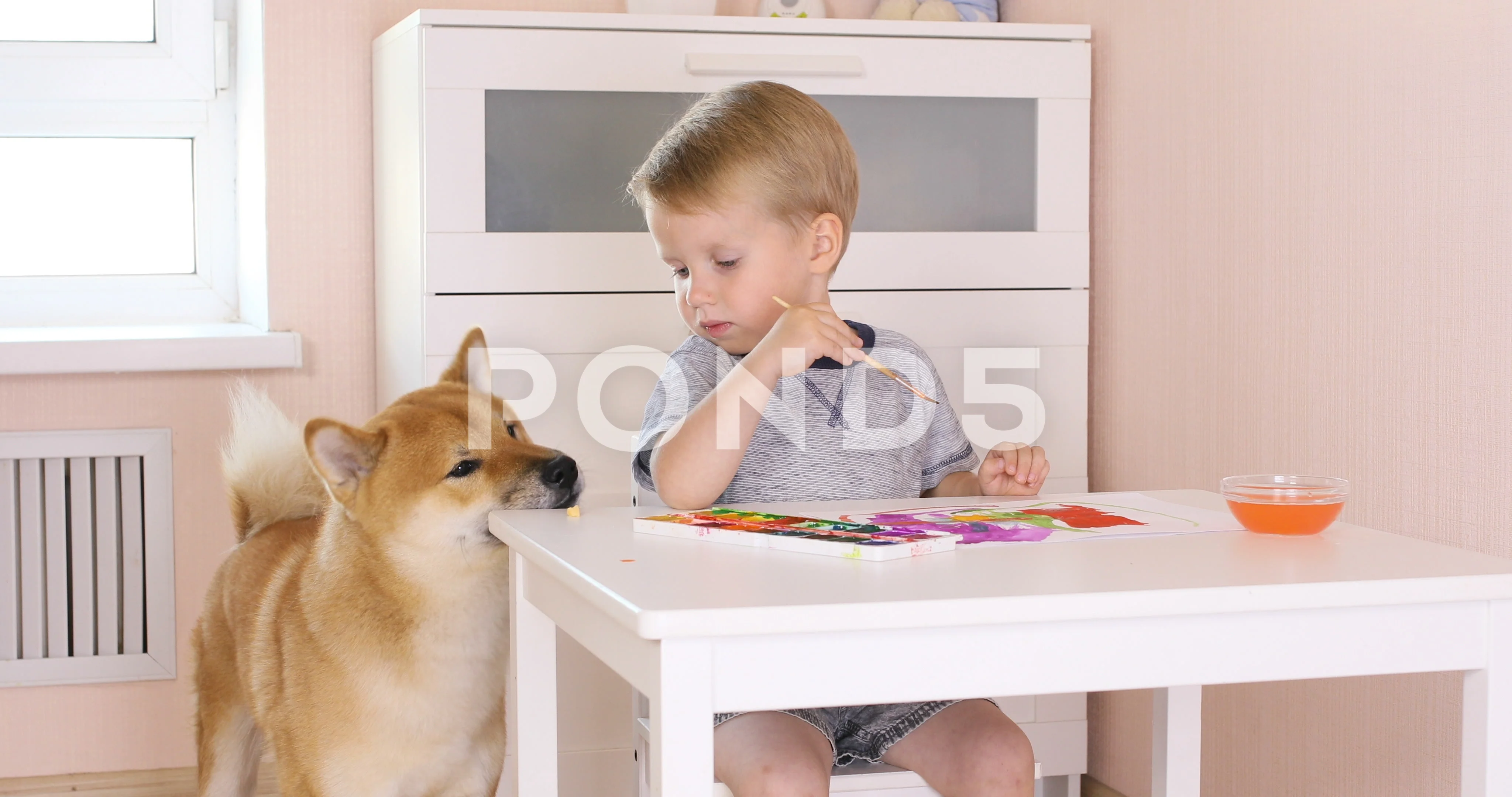 Shiba kids hot sale