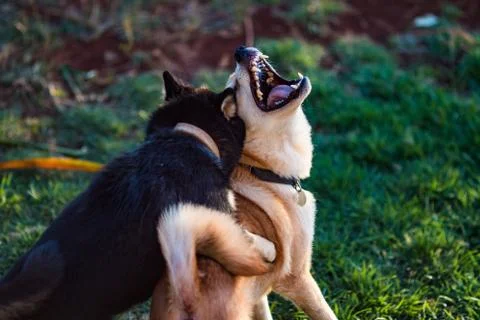 Shiba Inu Dogs Playing and Biting Stock Photos