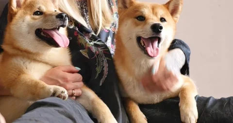 Shiba Inu 스톡 동영상 155411774