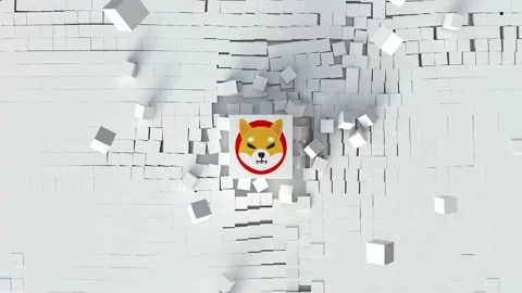 SHIBA INU Stock-Footage 165500514