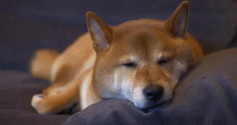 Shiba Inu peacefully sleeping on a dark bed with closed eyes and calm expression Stock Footage 301252453