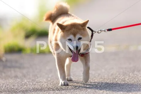 Shiba inu Stock Photos