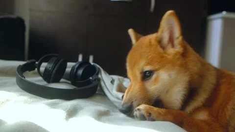 Shiba Inu pulls the bedspread off the bed Stock Footage 255654957