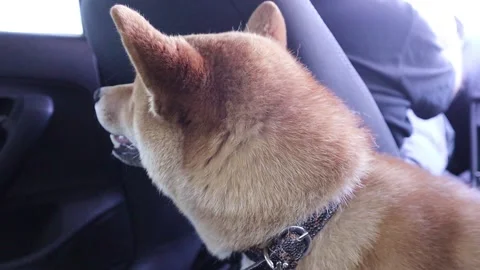 Shiba Inu puppy driving in the car and enjoying the ride. Stock Footage