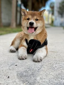 Shiba Inu puppy resting smiling Stock Photos